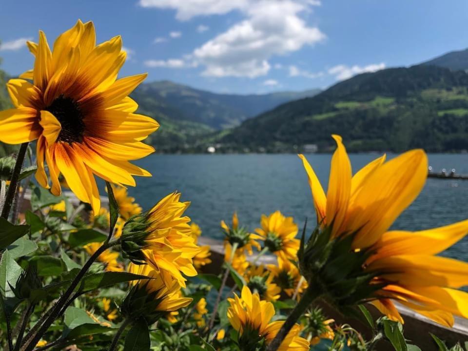 Alpen Appartements Viehhofen - Incl Sommercard Zell Am See ויהופן מראה חיצוני תמונה